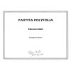 Partita Polyfolia (sax ténor, 1995, nouv. publ. 20...